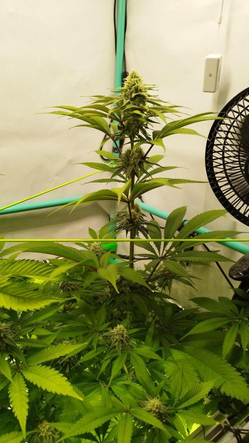 Back 2 Future (Bud Voyage). Week 12