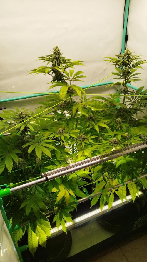 Back 2 Future (Bud Voyage). Week 12