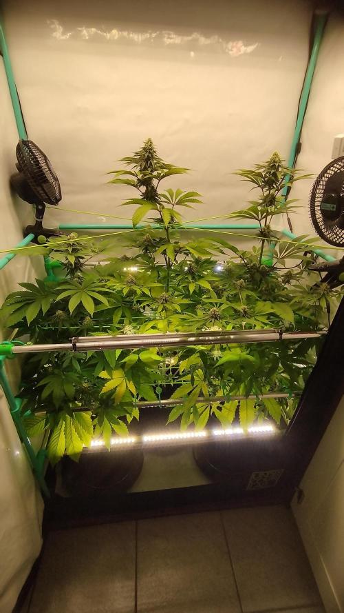 Back 2 Future (Bud Voyage). Week 12