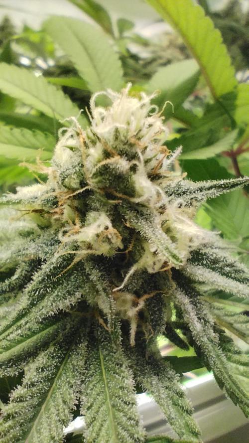 Back 2 Future (Bud Voyage). Week 13