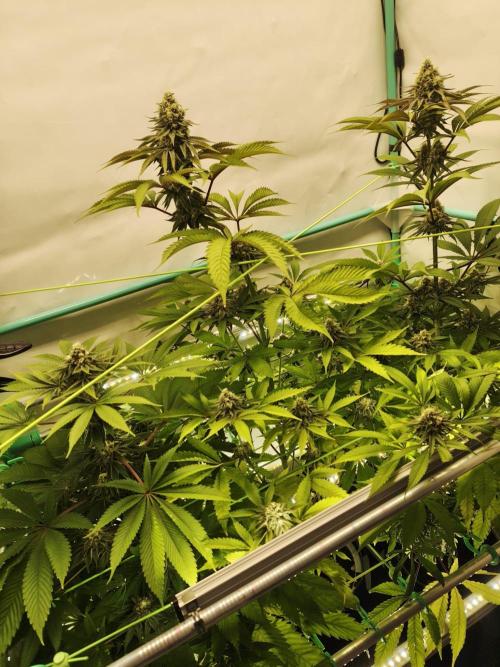 Back 2 Future (Bud Voyage). Week 13