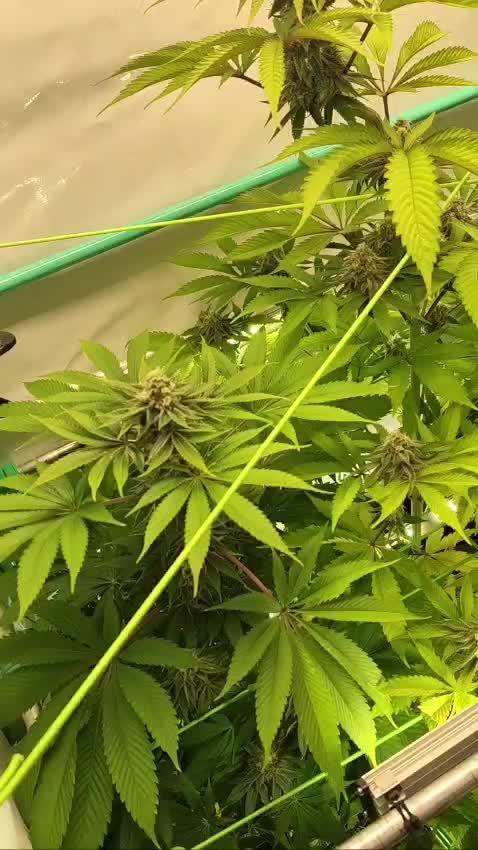 Back 2 Future (Bud Voyage)