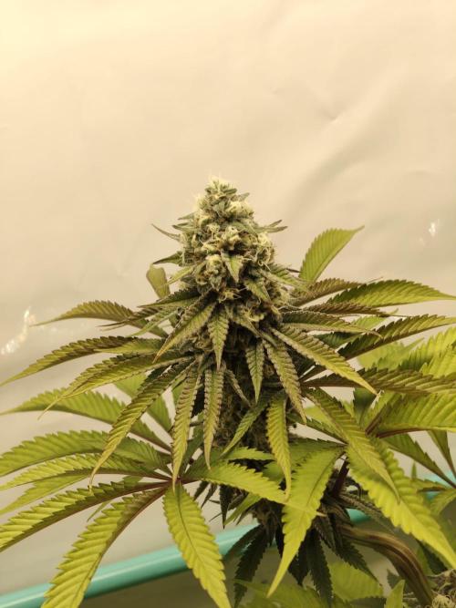 Back 2 Future (Bud Voyage). Week 13