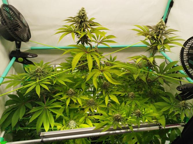 Back 2 Future (Bud Voyage). Week 13