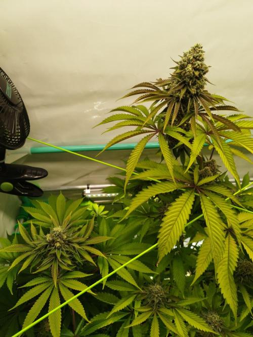 Back 2 Future (Bud Voyage). Week 14