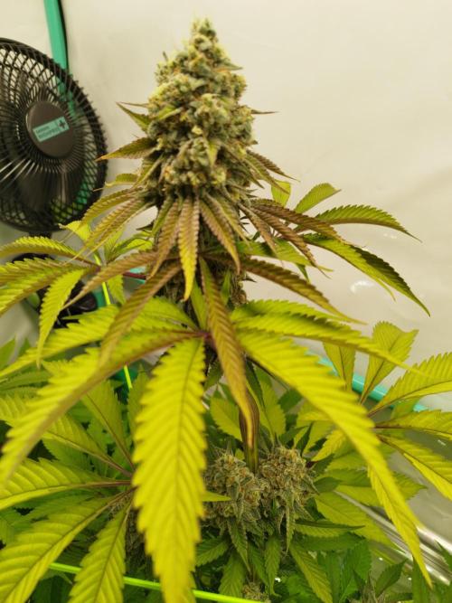 Back 2 Future (Bud Voyage). Week 14