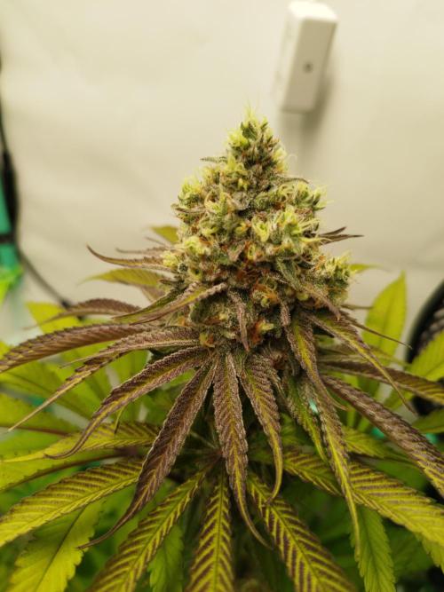 Back 2 Future (Bud Voyage). Week 14