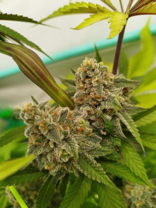 Back 2 Future (Bud Voyage). Week 14