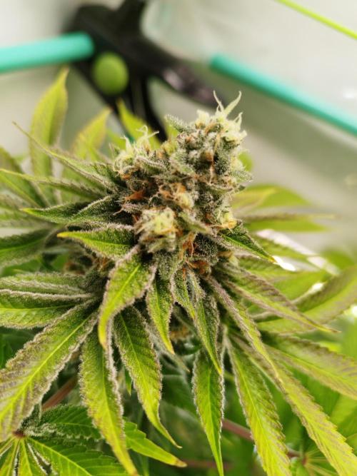 Back 2 Future (Bud Voyage). Week 14