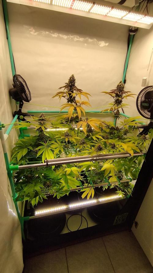 Back 2 Future (Bud Voyage). Week 15