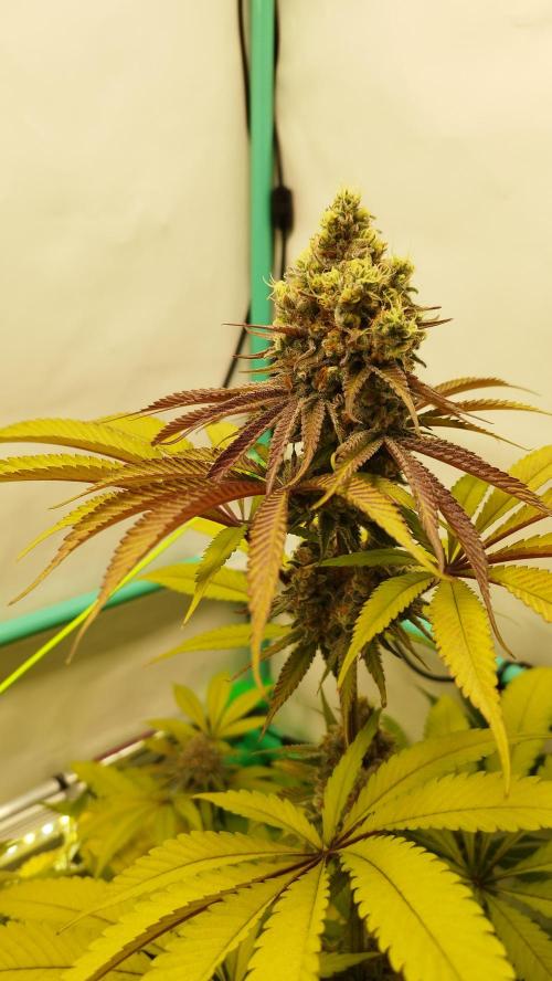 Back 2 Future (Bud Voyage). Week 15