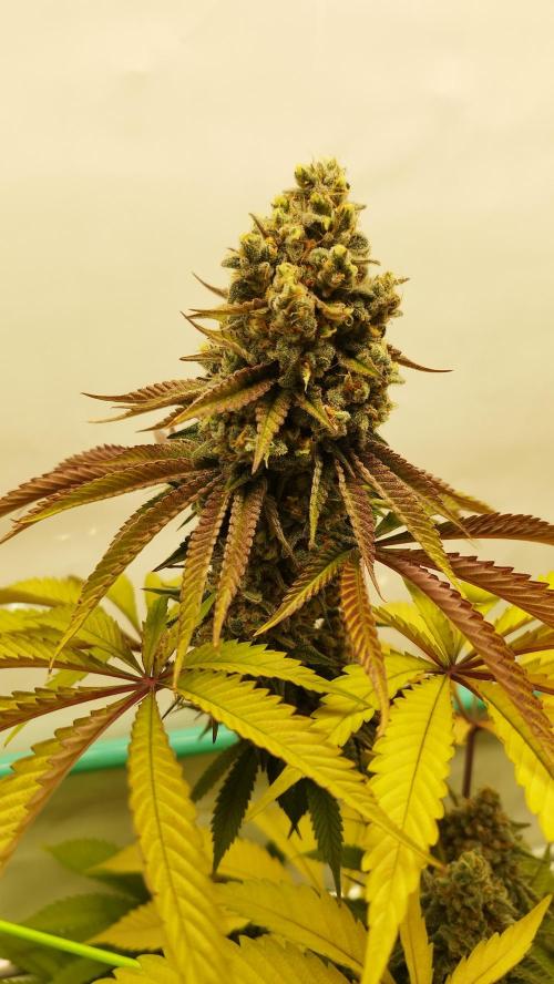 Back 2 Future (Bud Voyage). Week 15