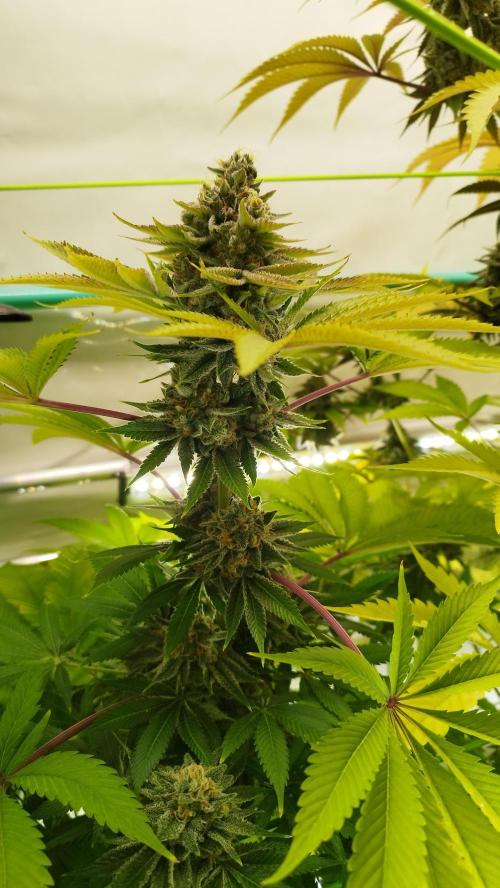 Back 2 Future (Bud Voyage). Week 15