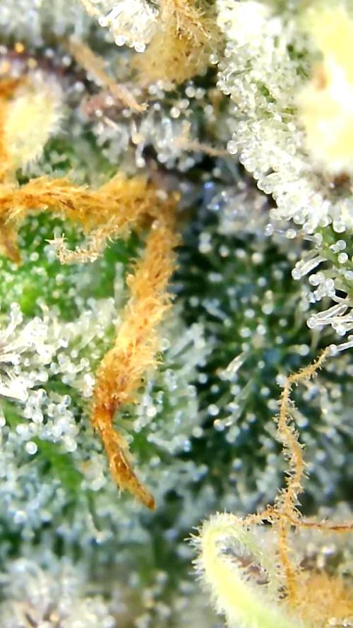 Back 2 Future (Bud Voyage). Week 15