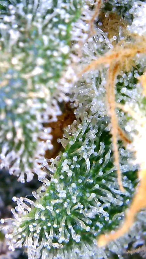 Back 2 Future (Bud Voyage). Week 15