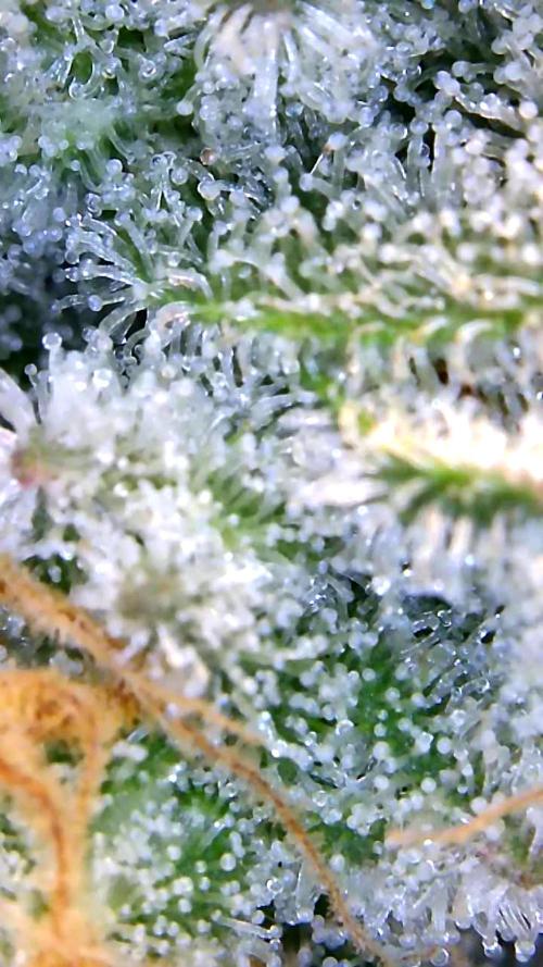 Back 2 Future (Bud Voyage). Week 15
