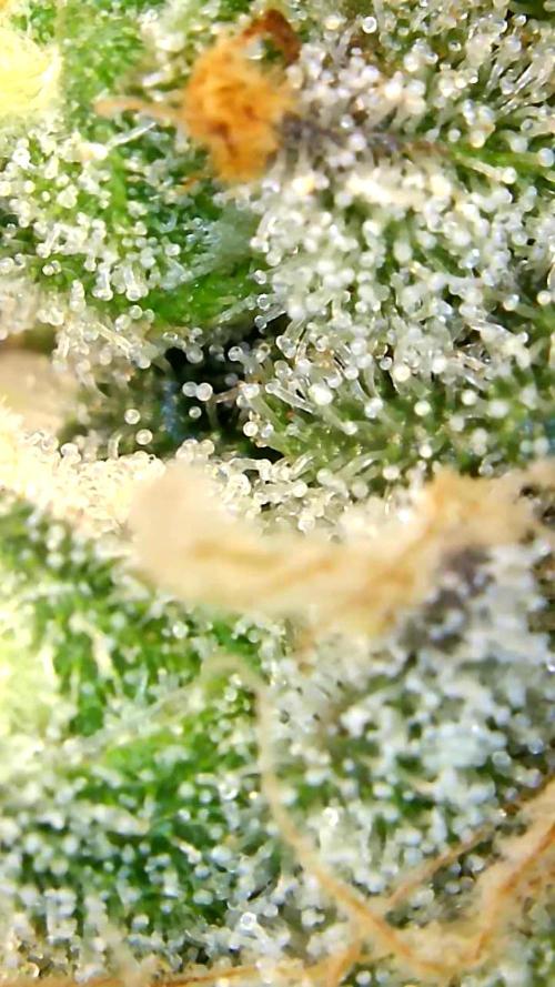 Back 2 Future (Bud Voyage). Week 15