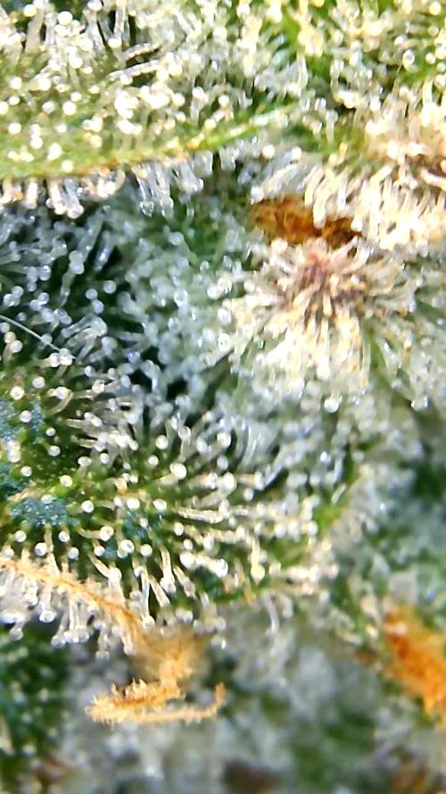 Back 2 Future (Bud Voyage). Week 15