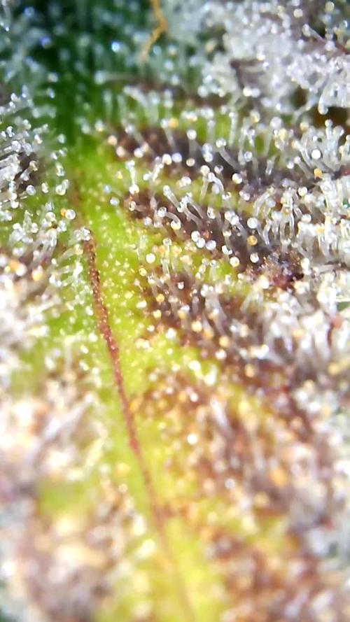 Back 2 Future (Bud Voyage). Week 15