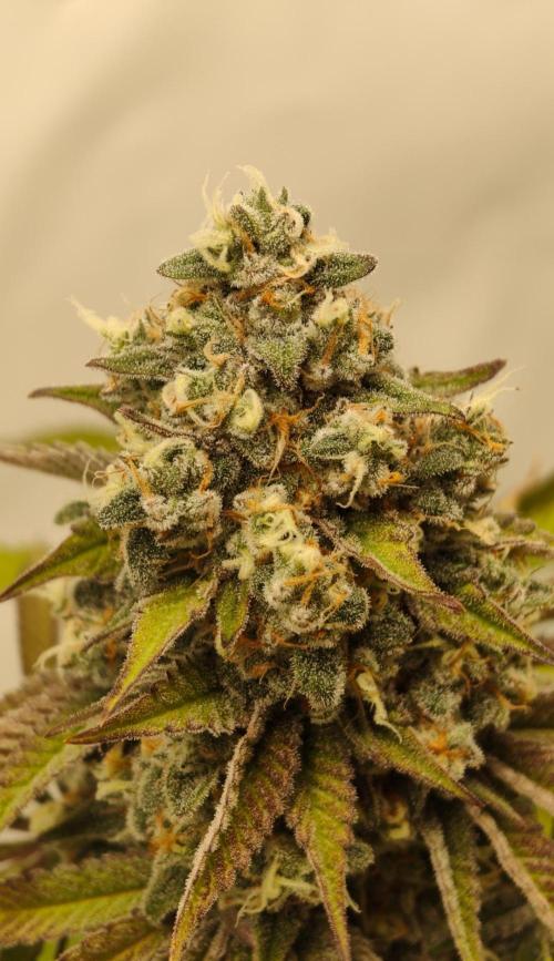 Back 2 Future. Week 16
