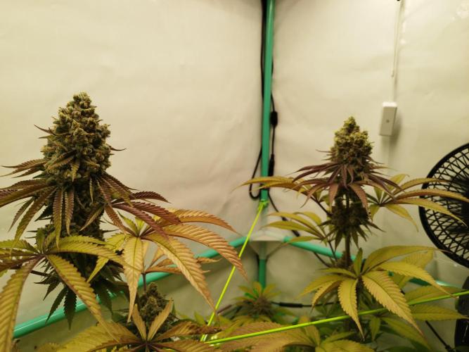Back 2 Future (Bud Voyage). Week 16