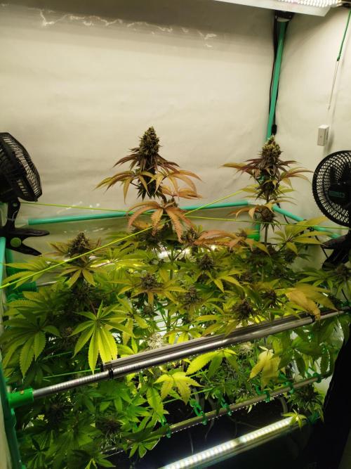 Back 2 Future (Bud Voyage). Week 16