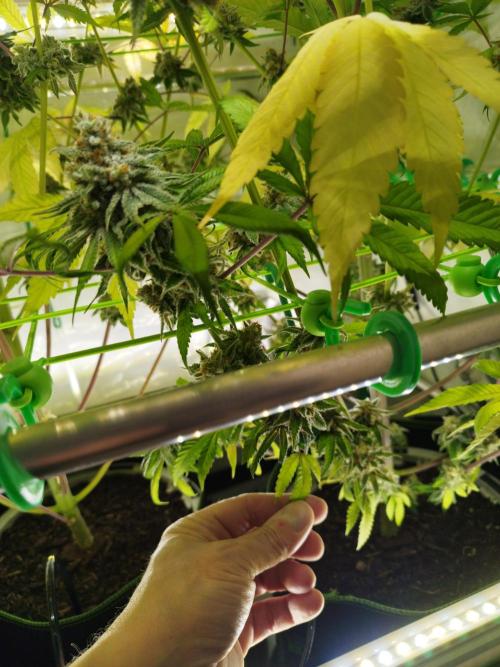Back 2 Future (Bud Voyage). Week 16