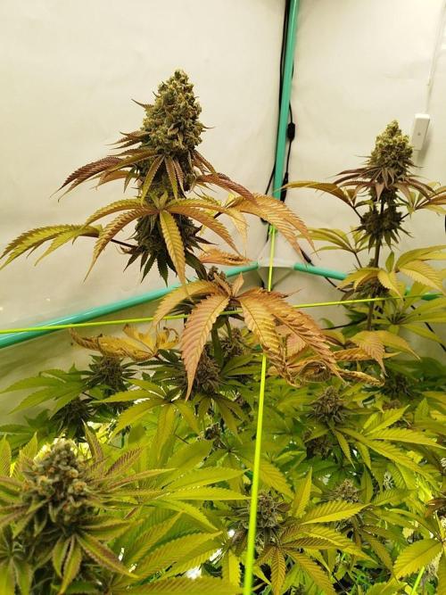 Back 2 Future (Bud Voyage). Week 16