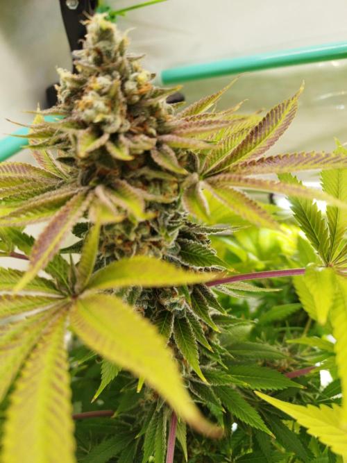 Back 2 Future (Bud Voyage). Week 16