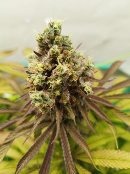 Back 2 Future (Bud Voyage). Week 16