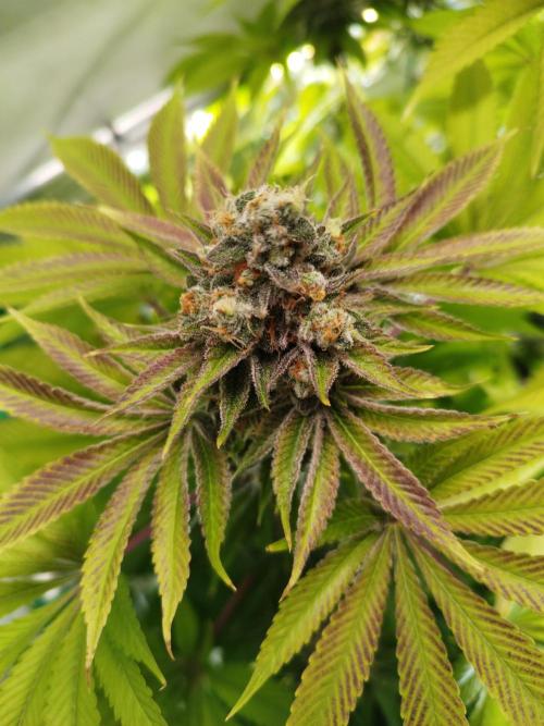 Back 2 Future (Bud Voyage). Week 16