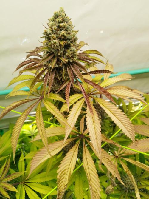 Back 2 Future (Bud Voyage). Week 16