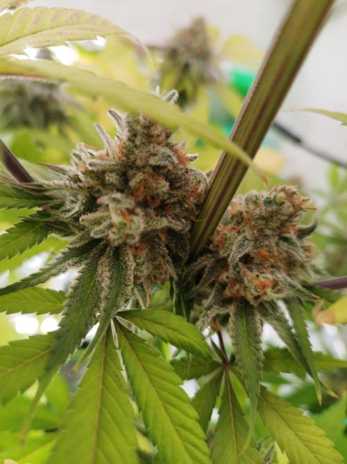 Back 2 Future (Bud Voyage). Week 16