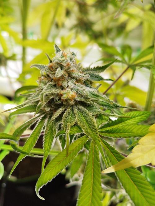 Back 2 Future (Bud Voyage). Week 16