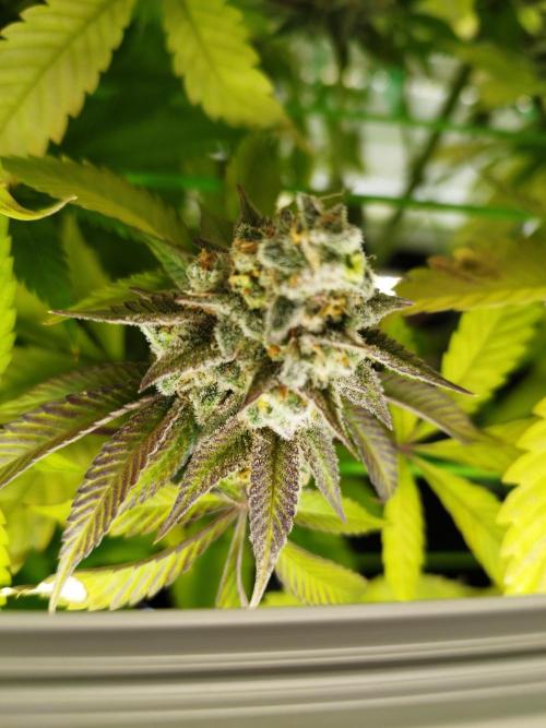 Back 2 Future (Bud Voyage). Week 16