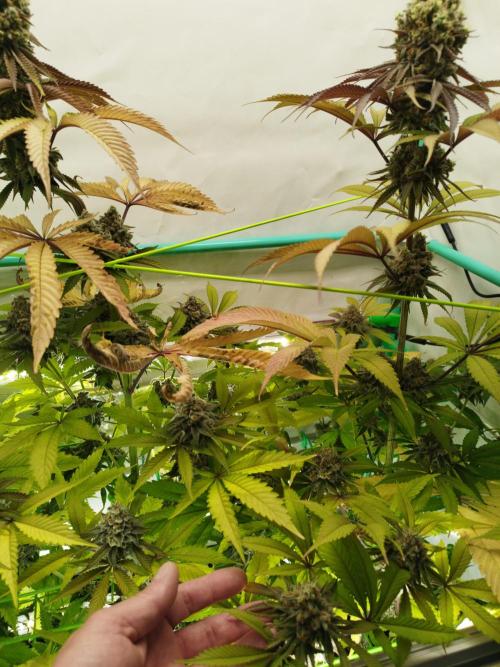 Back 2 Future (Bud Voyage). Week 16