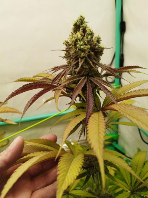 Back 2 Future (Bud Voyage). Week 16