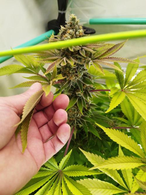 Back 2 Future (Bud Voyage). Week 16