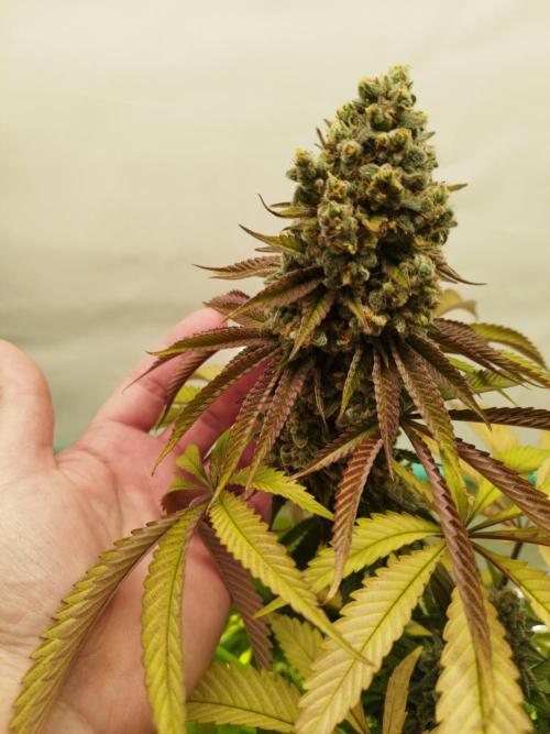 Back 2 Future. Week 16