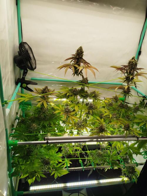 Back 2 Future (Bud Voyage). Week 16