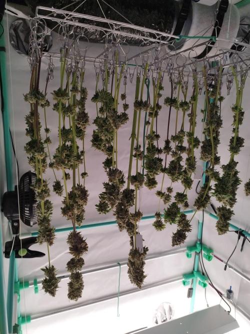 Back 2 Future (Bud Voyage). Week 17