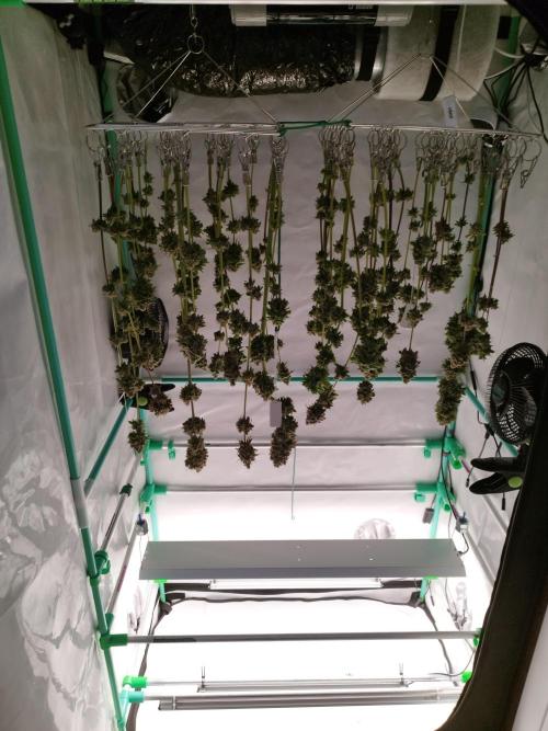 Back 2 Future (Bud Voyage). Week 17