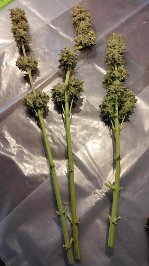 Back 2 Future (Bud Voyage). Week 17