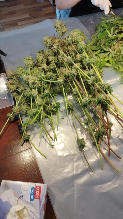 Back 2 Future (Bud Voyage). Week 17