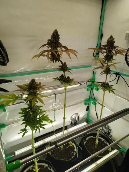 Back 2 Future (Bud Voyage). Week 17