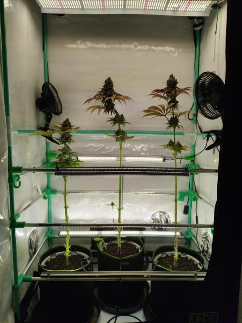 Back 2 Future (Bud Voyage). Week 17