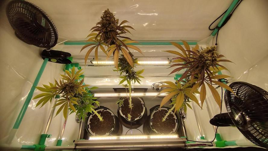 Back 2 Future (Bud Voyage). Week 17