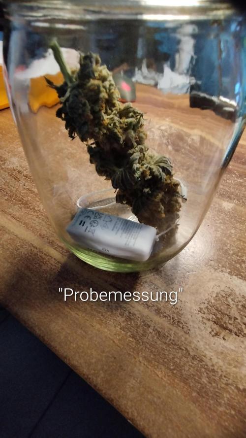 Back 2 Future (Bud Voyage). Week 17