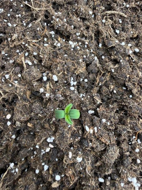 Summer Grow Blueberry Photo. Week 0
