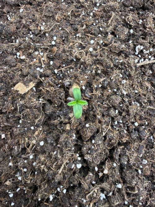 Summer Grow Blueberry Photo. Week 0